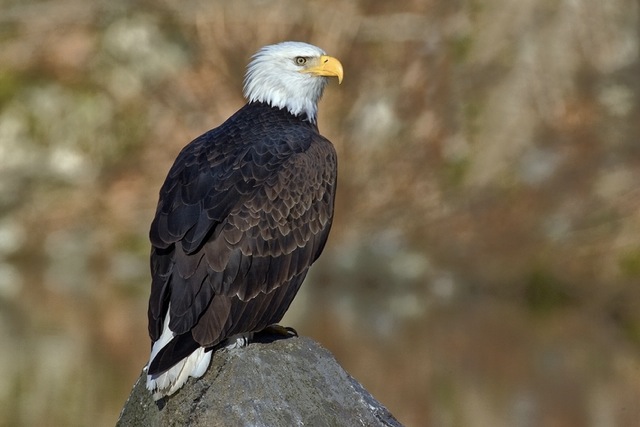 Canadian Bald Eagle