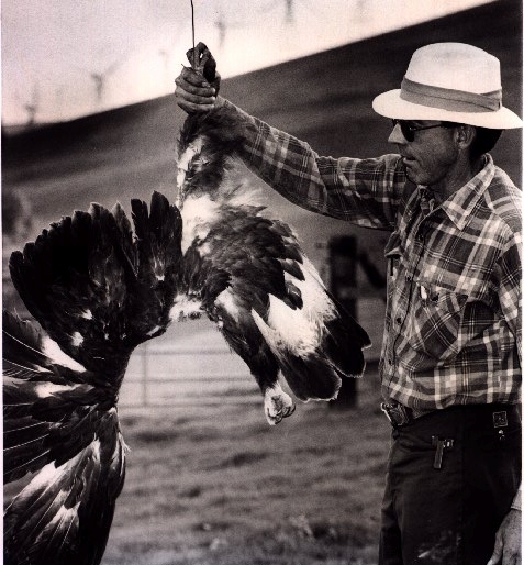 Darryl Mueller with dead Gloden Eagle, Altamont Pass 1993