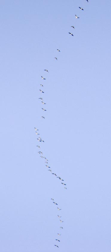 Sand Hill Cranes migrating