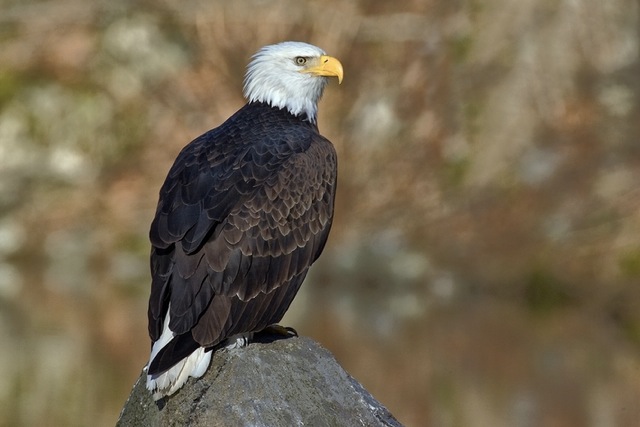 Save The Eagles International