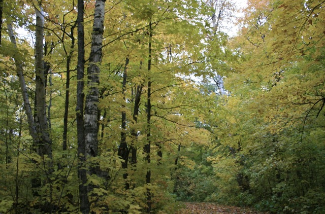 sugar maples