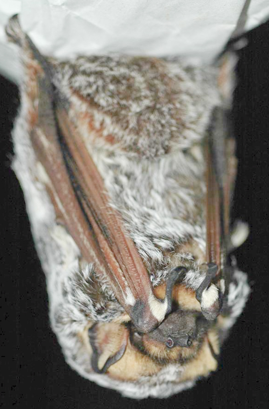 Hoary Bat