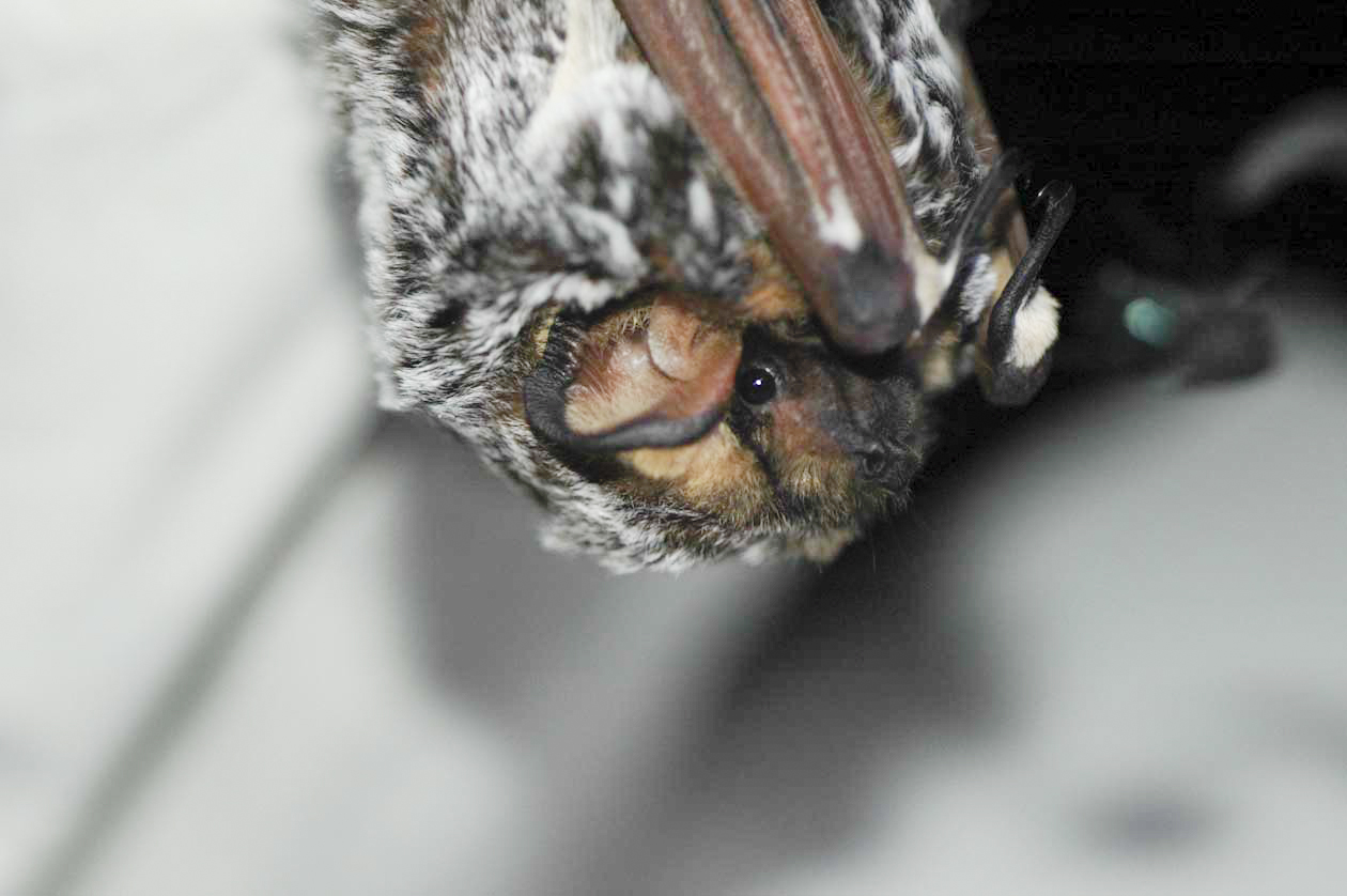 Hoary Bat
